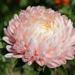 Выращивание астры на садовом участке