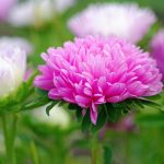 Выращивание астры на садовом участке