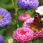 Выращивание астры на садовом участке