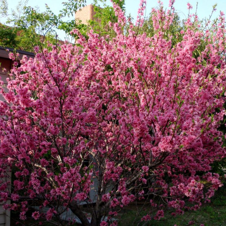 Миндаль садовый кустарник фото