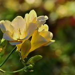 Аристократичная фрезия: особенности выращивания в саду, домашних условиях и теплице