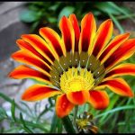 Выращиваем гацанию дома и в саду