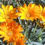 Выращиваем гацанию дома и в саду