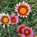 Выращиваем гацанию дома и в саду