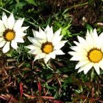 Выращиваем гацанию дома и в саду