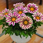 Выращиваем гацанию дома и в саду