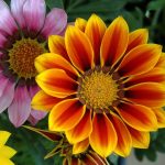 Выращиваем гацанию дома и в саду