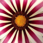 Выращиваем гацанию дома и в саду