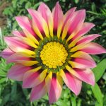 Выращиваем гацанию дома и в саду