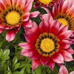 Выращиваем гацанию дома и в саду