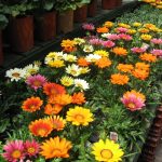 Выращиваем гацанию дома и в саду