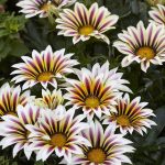 Выращиваем гацанию дома и в саду