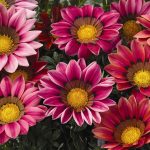 Выращиваем гацанию дома и в саду