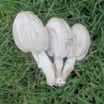 Где искать гриб навозник и с чем его едят