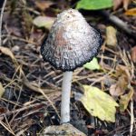 Где искать гриб навозник и с чем его едят