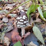 Где искать гриб навозник и с чем его едят