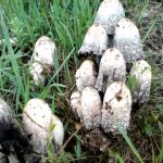 Где искать гриб навозник и с чем его едят