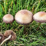 Где искать гриб навозник и с чем его едят