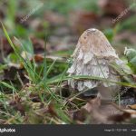 Где искать гриб навозник и с чем его едят