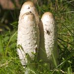 Где искать гриб навозник и с чем его едят