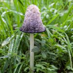 Где искать гриб навозник и с чем его едят