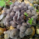 Где искать гриб навозник и с чем его едят