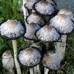 Где искать гриб навозник и с чем его едят