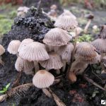 Где искать гриб навозник и с чем его едят