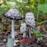 Где искать гриб навозник и с чем его едят