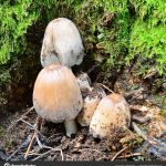 Где искать гриб навозник и с чем его едят