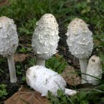 Где искать гриб навозник и с чем его едят