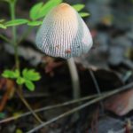 Где искать гриб навозник и с чем его едят