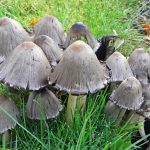 Где искать гриб навозник и с чем его едят