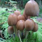 Где искать гриб навозник и с чем его едят