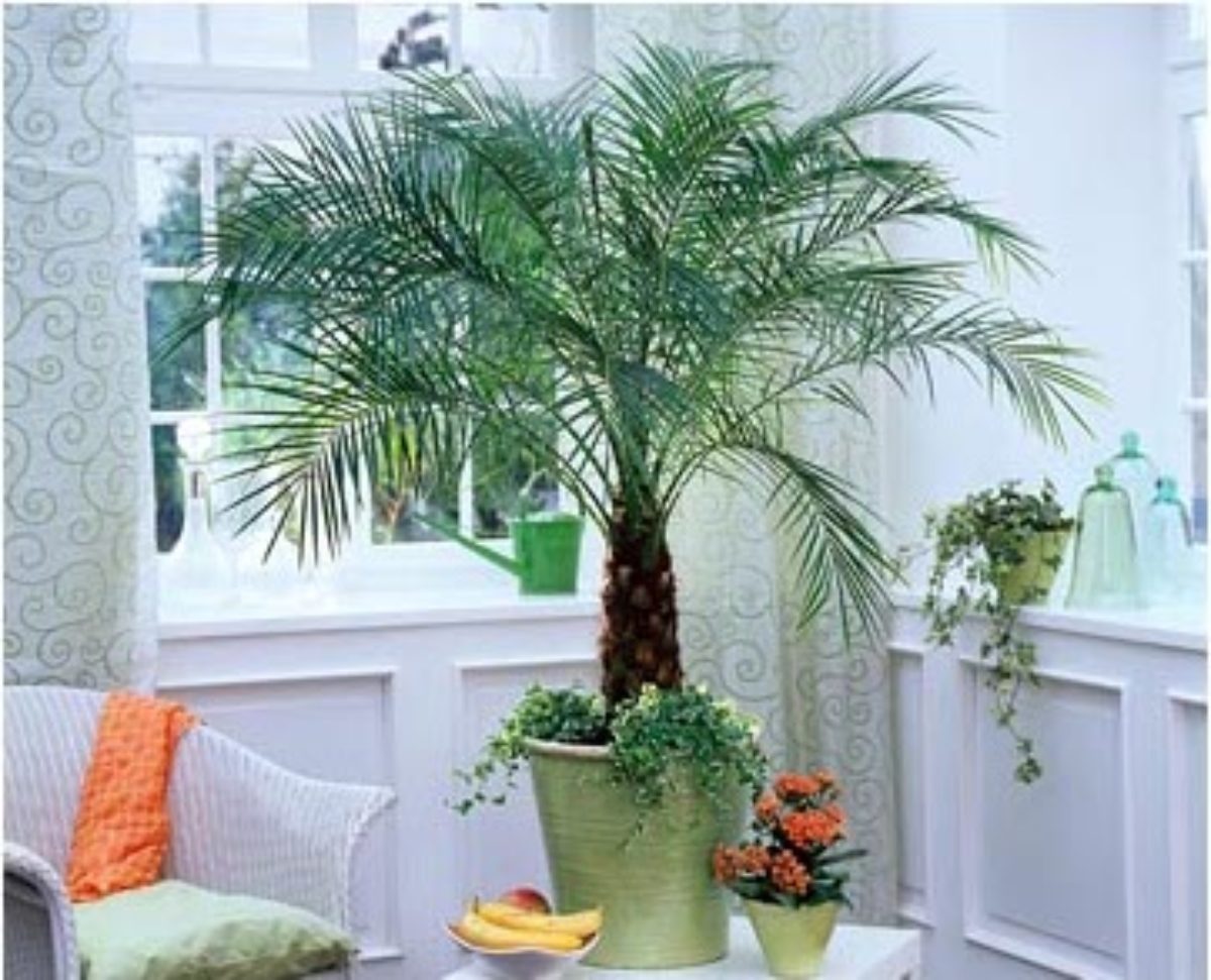 10 видов комнатных пальм: фото, описание, как вырастить, уход в домашних условиях