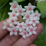 Уход за хойей в домашних условиях комнатный цветок, восковой плющ, возможно принести несчастье, (уход, хойей, домашний, комнатный, цветок, восковой) Уход за хойей в домашних условиях комнатный цветок, восковой плющ, возможно принести несчастье,
