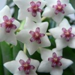 Уход за хойей в домашних условиях комнатный цветок, восковой плющ, возможно принести несчастье, (уход, хойей, домашний, комнатный, цветок, восковой) Уход за хойей в домашних условиях комнатный цветок, восковой плющ, возможно принести несчастье,