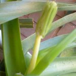 Польза и лечебные свойства индийского лука