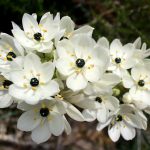 Польза и лечебные свойства индийского лука