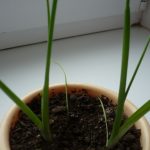 Польза и лечебные свойства индийского лука