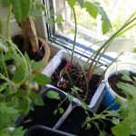 Польза и лечебные свойства индийского лука