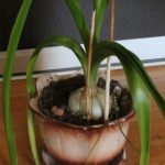 Польза и лечебные свойства индийского лука