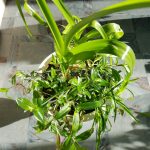 Польза и лечебные свойства индийского лука