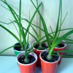 Польза и лечебные свойства индийского лука