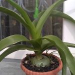 Польза и лечебные свойства индийского лука