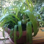 Польза и лечебные свойства индийского лука