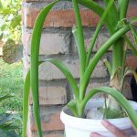 Польза и лечебные свойства индийского лука