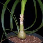 Польза и лечебные свойства индийского лука