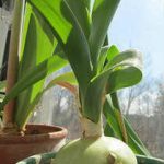 Польза и лечебные свойства индийского лука