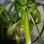 Польза и лечебные свойства индийского лука